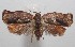  (Argyrotaenia atima - 18-SRNP-100613)  @14 [ ] CreativeCommons  Attribution Non-Commercial Share-Alike (2019) Daniel H. Janzen Guanacaste Dry Forest Conservation Fund
