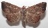  ( - 18-SRNP-100759)  @11 [ ] CreativeCommons  Attribution Non-Commercial Share-Alike (2019) Daniel H. Janzen Guanacaste Dry Forest Conservation Fund