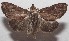  ( - 18-SRNP-100772)  @13 [ ] CreativeCommons  Attribution Non-Commercial Share-Alike (2019) Daniel H. Janzen Guanacaste Dry Forest Conservation Fund