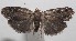  ( - 18-SRNP-100798)  @11 [ ] CreativeCommons  Attribution Non-Commercial Share-Alike (2019) Daniel H. Janzen Guanacaste Dry Forest Conservation Fund