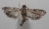 ( - 18-SRNP-100804)  @11 [ ] CreativeCommons  Attribution Non-Commercial Share-Alike (2019) Daniel H. Janzen Guanacaste Dry Forest Conservation Fund