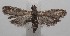  ( - 18-SRNP-100805)  @11 [ ] CreativeCommons  Attribution Non-Commercial Share-Alike (2019) Daniel H. Janzen Guanacaste Dry Forest Conservation Fund