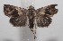  ( - 18-SRNP-100951)  @13 [ ] CreativeCommons  Attribution Non-Commercial Share-Alike (2019) Daniel H. Janzen Guanacaste Dry Forest Conservation Fund