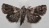  ( - 18-SRNP-100953)  @13 [ ] CreativeCommons  Attribution Non-Commercial Share-Alike (2019) Daniel H. Janzen Guanacaste Dry Forest Conservation Fund