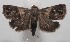 ( - 18-SRNP-100959)  @13 [ ] CreativeCommons  Attribution Non-Commercial Share-Alike (2019) Daniel H. Janzen Guanacaste Dry Forest Conservation Fund
