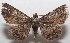  ( - 18-SRNP-101059)  @14 [ ] CreativeCommons  Attribution Non-Commercial Share-Alike (2019) Daniel H. Janzen Guanacaste Dry Forest Conservation Fund