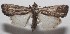  ( - 18-SRNP-101071)  @12 [ ] CreativeCommons  Attribution Non-Commercial Share-Alike (2019) Daniel H. Janzen Guanacaste Dry Forest Conservation Fund