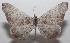 ( - 18-SRNP-101099)  @13 [ ] CreativeCommons  Attribution Non-Commercial Share-Alike (2019) Daniel H. Janzen Guanacaste Dry Forest Conservation Fund