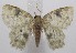  (Hydata BioLep52 - 18-SRNP-101114)  @13 [ ] CreativeCommons  Attribution Non-Commercial Share-Alike (2019) Daniel H. Janzen Guanacaste Dry Forest Conservation Fund