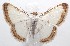  (Leuciris institata - 18-SRNP-101121)  @15 [ ] CreativeCommons  Attribution Non-Commercial Share-Alike (2019) Daniel H. Janzen Guanacaste Dry Forest Conservation Fund