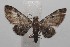  ( - 18-SRNP-101126)  @14 [ ] CreativeCommons  Attribution Non-Commercial Share-Alike (2019) Daniel H. Janzen Guanacaste Dry Forest Conservation Fund