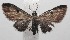  (Eupithecia BioLep193 - 18-SRNP-101127)  @14 [ ] CreativeCommons  Attribution Non-Commercial Share-Alike (2019) Daniel H. Janzen Guanacaste Dry Forest Conservation Fund