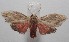  ( - 18-SRNP-101154)  @11 [ ] CreativeCommons  Attribution Non-Commercial Share-Alike (2019) Daniel H. Janzen Guanacaste Dry Forest Conservation Fund