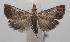  ( - 18-SRNP-101172)  @11 [ ] CreativeCommons  Attribution Non-Commercial Share-Alike (2019) Daniel H. Janzen Guanacaste Dry Forest Conservation Fund