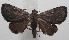  ( - 18-SRNP-101180)  @11 [ ] CreativeCommons  Attribution Non-Commercial Share-Alike (2019) Daniel H. Janzen Guanacaste Dry Forest Conservation Fund