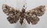  ( - 18-SRNP-101182)  @11 [ ] CreativeCommons  Attribution Non-Commercial Share-Alike (2019) Daniel H. Janzen Guanacaste Dry Forest Conservation Fund