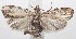  ( - 18-SRNP-101249)  @11 [ ] CreativeCommons  Attribution Non-Commercial Share-Alike (2019) Daniel H. Janzen Guanacaste Dry Forest Conservation Fund