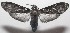  ( - 18-SRNP-101260)  @11 [ ] CreativeCommons  Attribution Non-Commercial Share-Alike (2019) Daniel H. Janzen Guanacaste Dry Forest Conservation Fund