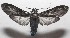  ( - 18-SRNP-101261)  @11 [ ] CreativeCommons  Attribution Non-Commercial Share-Alike (2019) Daniel H. Janzen Guanacaste Dry Forest Conservation Fund