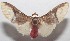  ( - 18-SRNP-101273)  @11 [ ] CreativeCommons  Attribution Non-Commercial Share-Alike (2019) Daniel H. Janzen Guanacaste Dry Forest Conservation Fund