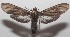  ( - 18-SRNP-101283)  @14 [ ] CreativeCommons  Attribution Non-Commercial Share-Alike (2019) Daniel H. Janzen Guanacaste Dry Forest Conservation Fund