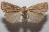  ( - 18-SRNP-101301)  @11 [ ] CreativeCommons  Attribution Non-Commercial Share-Alike (2019) Daniel H. Janzen Guanacaste Dry Forest Conservation Fund