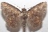  ( - 18-SRNP-101329)  @11 [ ] CreativeCommons  Attribution Non-Commercial Share-Alike (2019) Daniel H. Janzen Guanacaste Dry Forest Conservation Fund