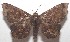  ( - 18-SRNP-101336)  @13 [ ] CreativeCommons  Attribution Non-Commercial Share-Alike (2019) Daniel H. Janzen Guanacaste Dry Forest Conservation Fund