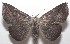  ( - 18-SRNP-101339)  @11 [ ] CreativeCommons  Attribution Non-Commercial Share-Alike (2019) Daniel H. Janzen Guanacaste Dry Forest Conservation Fund