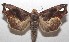  ( - 18-SRNP-101343)  @14 [ ] CreativeCommons  Attribution Non-Commercial Share-Alike (2019) Daniel H. Janzen Guanacaste Dry Forest Conservation Fund