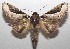  ( - 18-SRNP-101348)  @14 [ ] CreativeCommons  Attribution Non-Commercial Share-Alike (2019) Daniel H. Janzen Guanacaste Dry Forest Conservation Fund