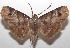 ( - 18-SRNP-101353)  @11 [ ] CreativeCommons  Attribution Non-Commercial Share-Alike (2019) Daniel H. Janzen Guanacaste Dry Forest Conservation Fund