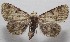  ( - 18-SRNP-101446)  @11 [ ] CreativeCommons  Attribution Non-Commercial Share-Alike (2019) Daniel H. Janzen Guanacaste Dry Forest Conservation Fund