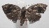  ( - 18-SRNP-101564)  @13 [ ] CreativeCommons  Attribution Non-Commercial Share-Alike (2019) Daniel H. Janzen Guanacaste Dry Forest Conservation Fund