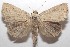  ( - 18-SRNP-101675)  @11 [ ] CreativeCommons  Attribution Non-Commercial Share-Alike (2019) Daniel H. Janzen Guanacaste Dry Forest Conservation Fund