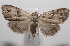 ( - 18-SRNP-101708)  @13 [ ] CreativeCommons  Attribution Non-Commercial Share-Alike (2019) Daniel H. Janzen Guanacaste Dry Forest Conservation Fund