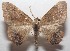  ( - 18-SRNP-101726)  @13 [ ] CreativeCommons  Attribution Non-Commercial Share-Alike (2019) Daniel H. Janzen Guanacaste Dry Forest Conservation Fund