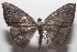  ( - 18-SRNP-101733)  @13 [ ] CreativeCommons  Attribution Non-Commercial Share-Alike (2019) Daniel H. Janzen Guanacaste Dry Forest Conservation Fund