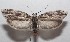  ( - 18-SRNP-101754)  @14 [ ] CreativeCommons  Attribution Non-Commercial Share-Alike (2019) Daniel H. Janzen Guanacaste Dry Forest Conservation Fund
