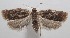  ( - 18-SRNP-101806)  @13 [ ] CreativeCommons  Attribution Non-Commercial Share-Alike (2019) Daniel H. Janzen Guanacaste Dry Forest Conservation Fund