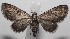  (Eupithecia BioLep1178 - 18-SRNP-101827)  @14 [ ] CreativeCommons  Attribution Non-Commercial Share-Alike (2019) Daniel H. Janzen Guanacaste Dry Forest Conservation Fund