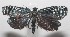  ( - 18-SRNP-101832)  @13 [ ] CreativeCommons  Attribution Non-Commercial Share-Alike (2019) Daniel H. Janzen Guanacaste Dry Forest Conservation Fund