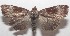  ( - 18-SRNP-101896)  @11 [ ] CreativeCommons  Attribution Non-Commercial Share-Alike (2019) Daniel H. Janzen Guanacaste Dry Forest Conservation Fund