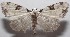  ( - 18-SRNP-101935)  @11 [ ] CreativeCommons  Attribution Non-Commercial Share-Alike (2019) Daniel H. Janzen Guanacaste Dry Forest Conservation Fund