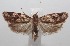  ( - 18-SRNP-101947)  @13 [ ] CreativeCommons  Attribution Non-Commercial Share-Alike (2019) Daniel H. Janzen Guanacaste Dry Forest Conservation Fund