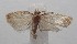  ( - 18-SRNP-101971)  @11 [ ] CreativeCommons  Attribution Non-Commercial Share-Alike (2019) Daniel H. Janzen Guanacaste Dry Forest Conservation Fund
