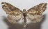  (ereBioLep1144 - 18-SRNP-102057)  @11 [ ] CreativeCommons  Attribution Non-Commercial Share-Alike (2019) Daniel H. Janzen Guanacaste Dry Forest Conservation Fund