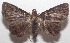  ( - 18-SRNP-102063)  @11 [ ] CreativeCommons  Attribution Non-Commercial Share-Alike (2019) Daniel H. Janzen Guanacaste Dry Forest Conservation Fund