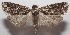  ( - 18-SRNP-102097)  @11 [ ] CreativeCommons  Attribution Non-Commercial Share-Alike (2019) Daniel H. Janzen Guanacaste Dry Forest Conservation Fund