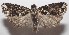  ( - 18-SRNP-102101)  @11 [ ] CreativeCommons  Attribution Non-Commercial Share-Alike (2019) Daniel H. Janzen Guanacaste Dry Forest Conservation Fund
